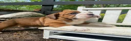 English Bulldog dogs for sale: Beauty - Ad 11