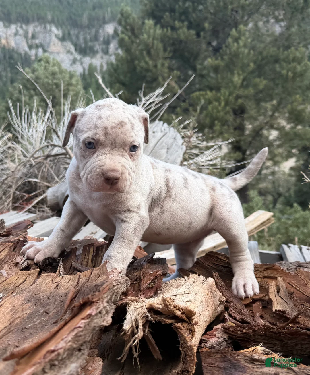 American Bully dogs for sale: Rose - Ad 2