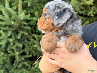 Mini Goldendoodle dogs - Ad 24