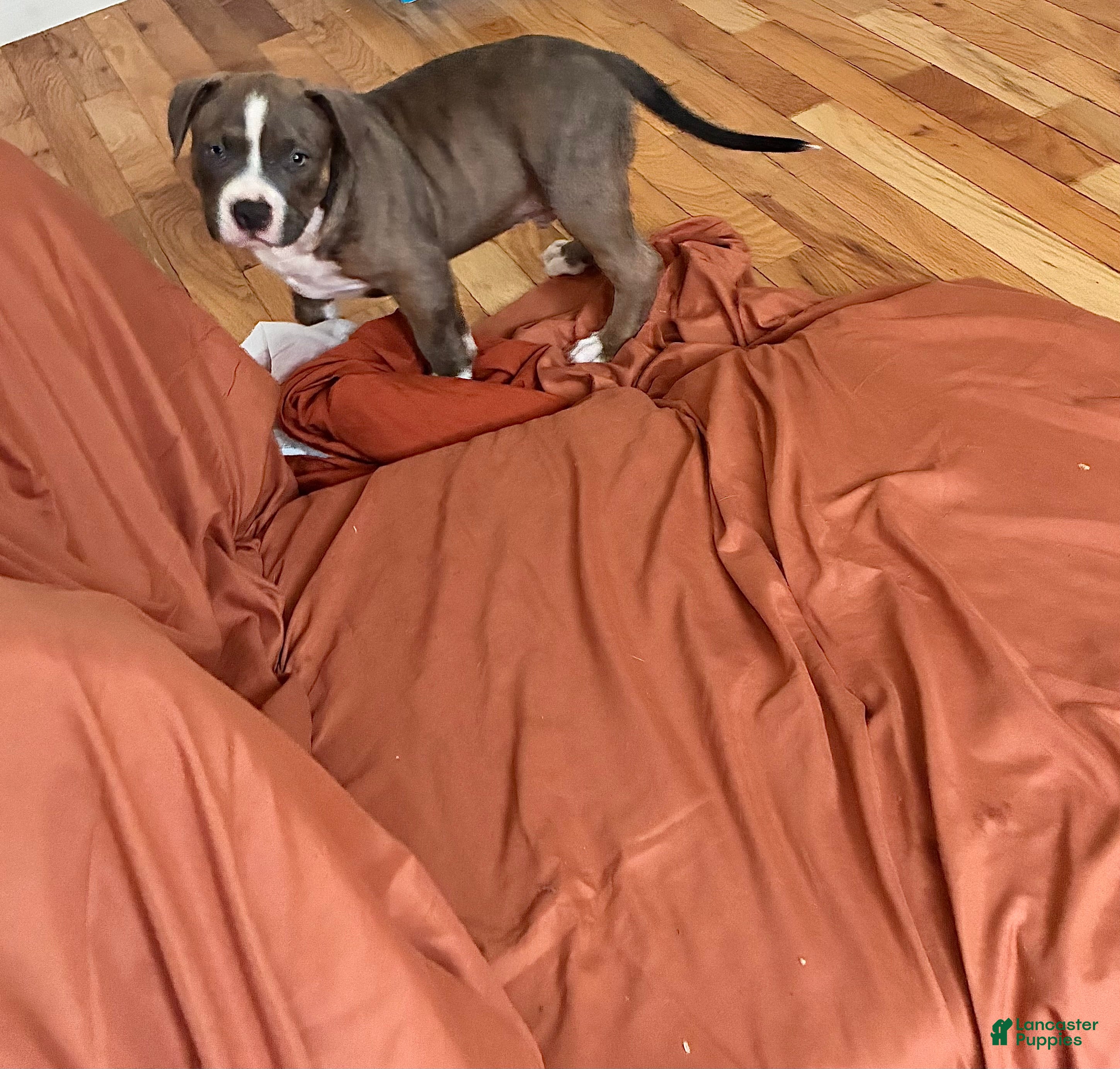American Bully dogs American Bully (Male#4) - Ad 1