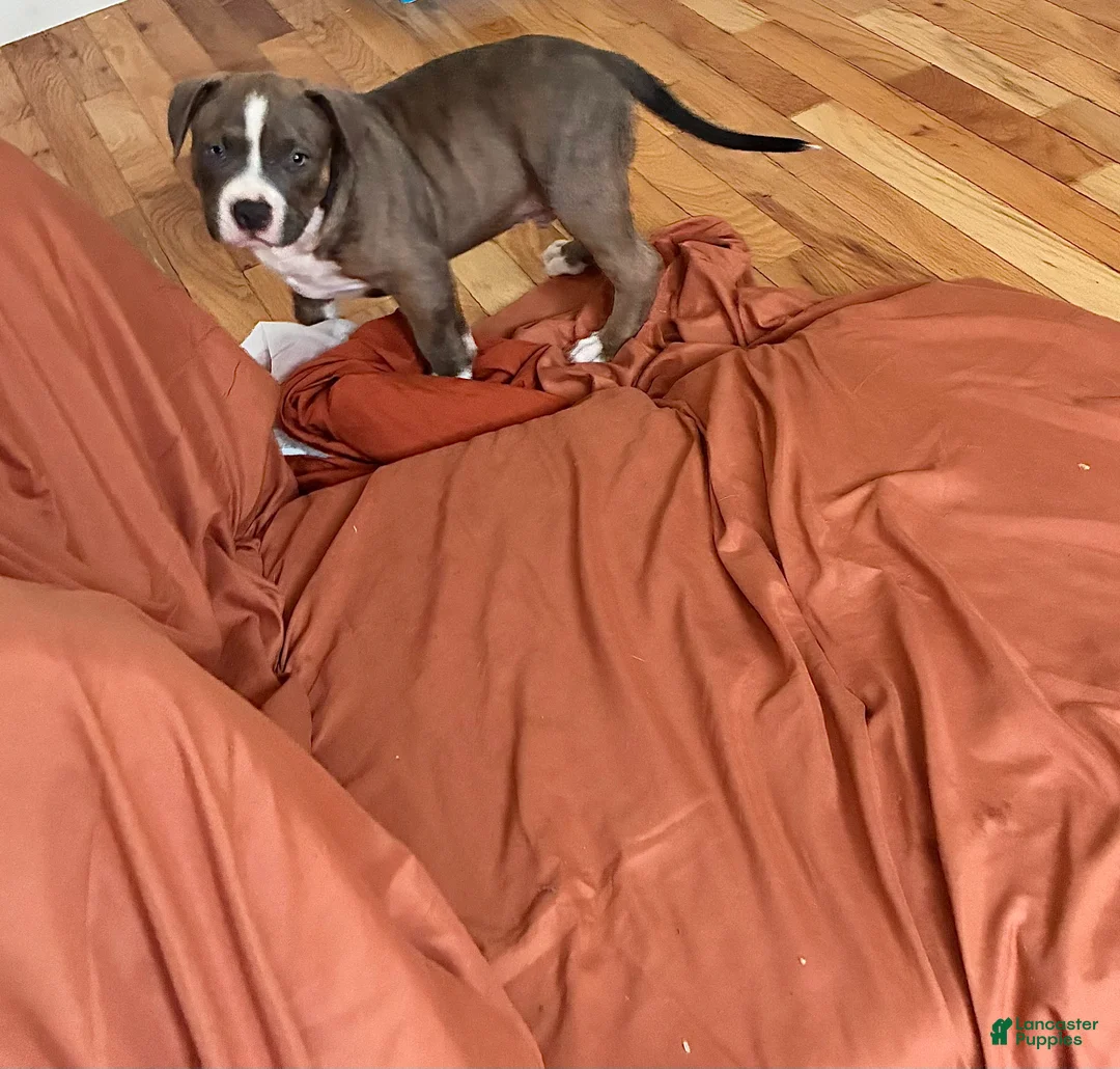 American Bully dogs for sale: American Bully (Male#4) - Ad 1