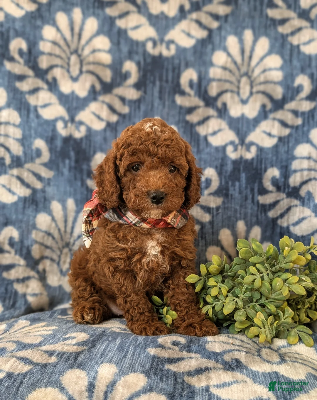 Miniature Poodle dogs for sale: Dameon 10 lbs Full Grown - Ad 6