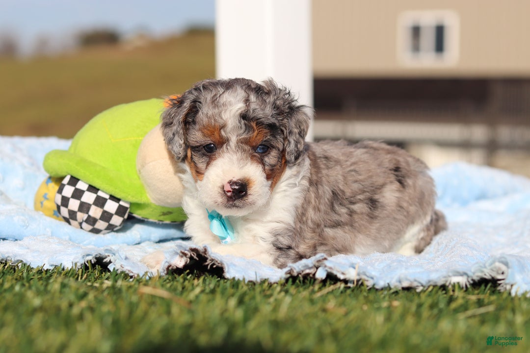 Mini Bernedoodle dogs for sale: Elmo - Ad 4