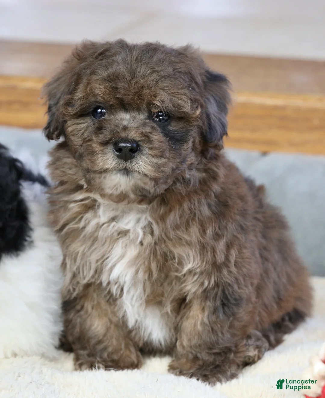 Miniature Poodle dogs for sale: Huxlee - Ad 5