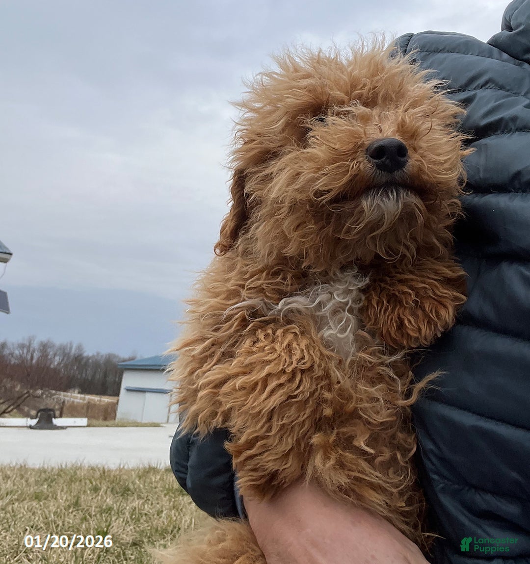 Bichpoo dogs for sale: Milo - Ad 4