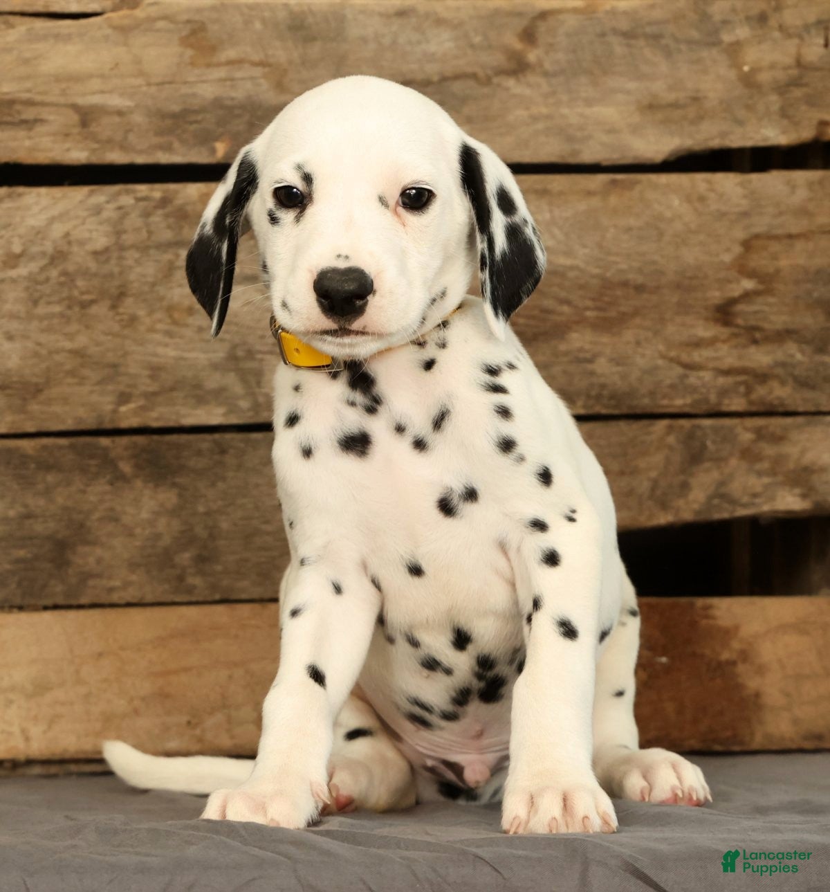 Dalmatian dogs Chip - Ad 2