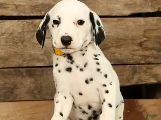 Dalmatian dogs Chip - Ad 2
