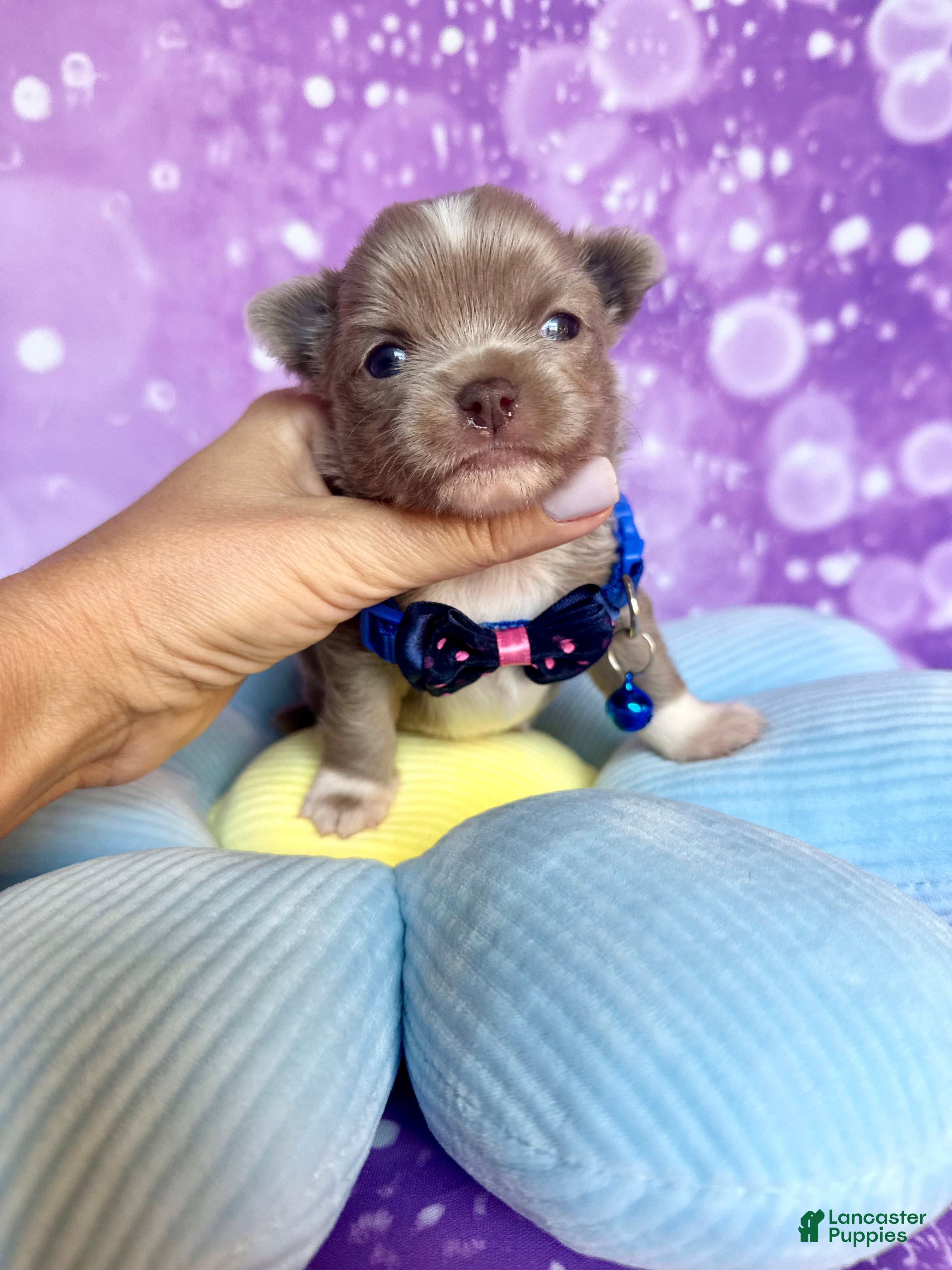 Chihuahua dogs 🍎Apple🍎 - Ad 1
