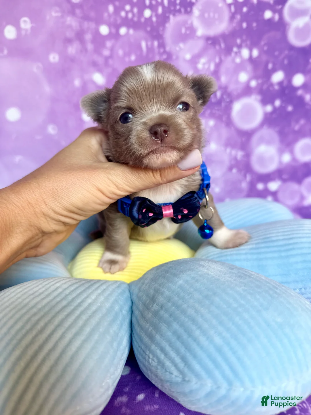Chihuahua dogs for sale: 🍎Apple🍎 - Ad 1