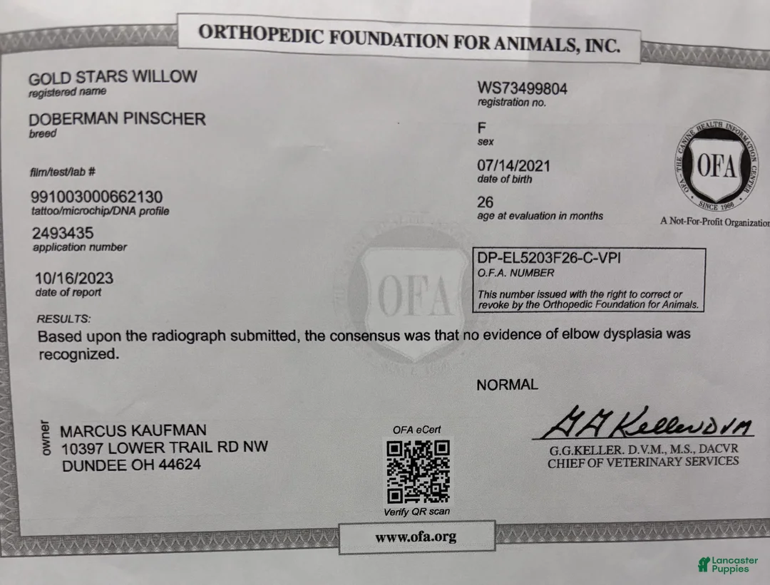 Doberman Pinscher dogs for sale: Doberman Pinscher Puppy 1 - Ad 5