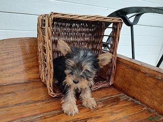 Yorkshire Terrier dogs - Ad 22
