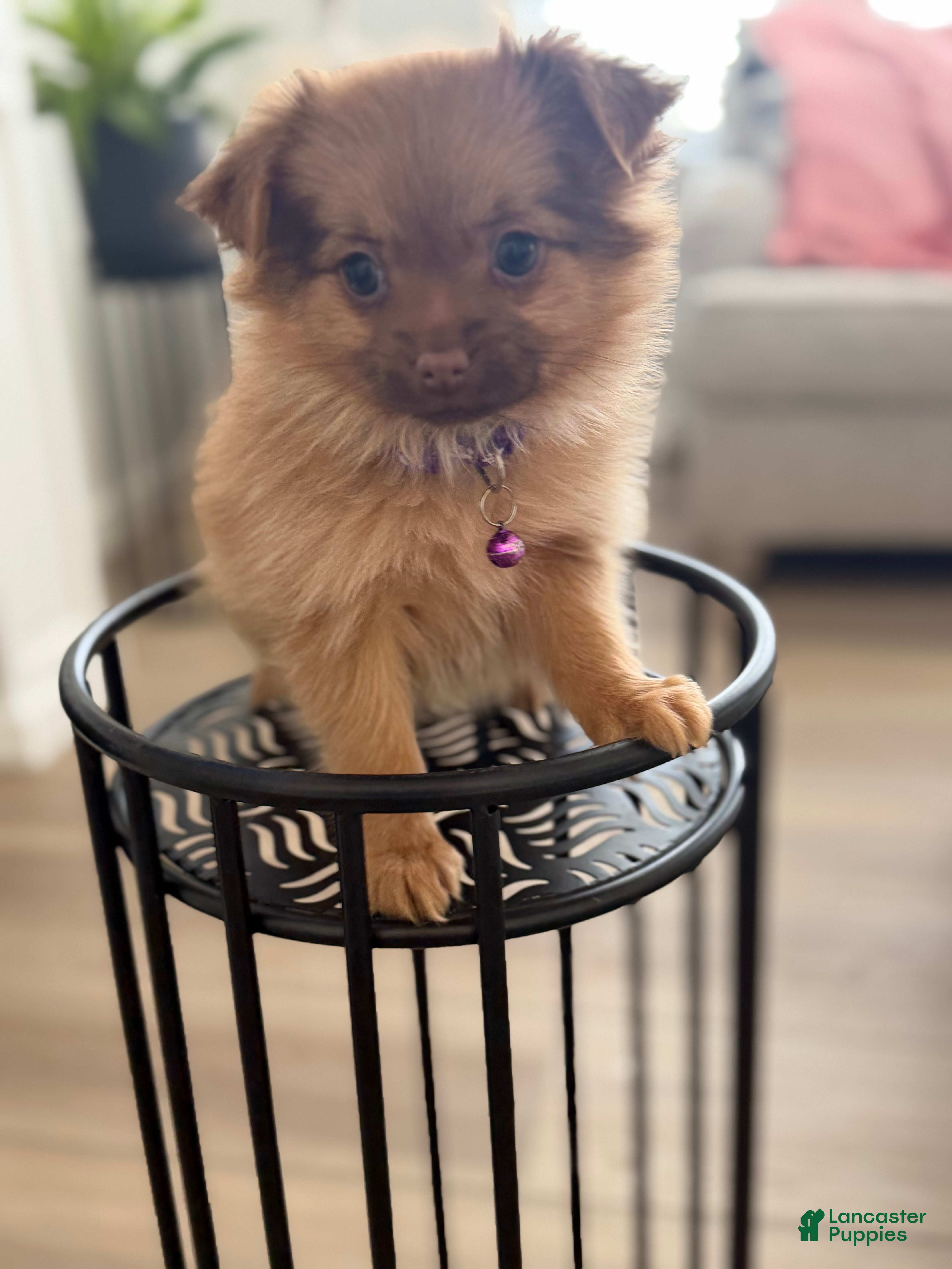 Mixed Breed dogs Mixed Breed Puppy 2 - Ad 2