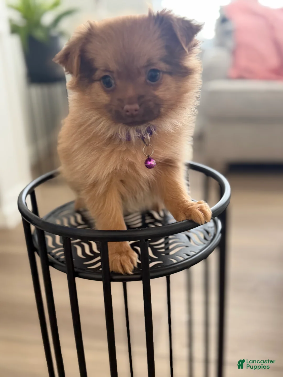 Mixed Breed dogs for sale: Mixed Breed Puppy 2 - Ad 1