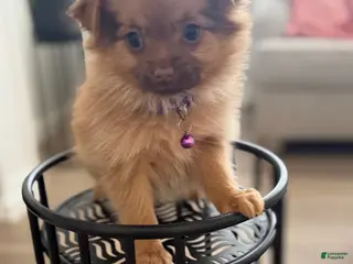 Mixed Breed dogs Mixed Breed Puppy 2 - Ad 2