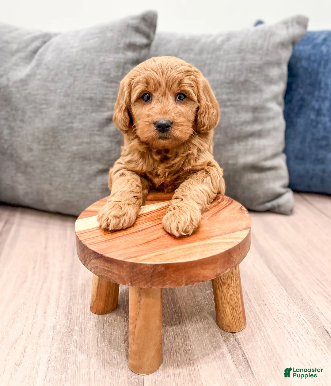 Mini Goldendoodle dogs for sale: Remi - Ad 3
