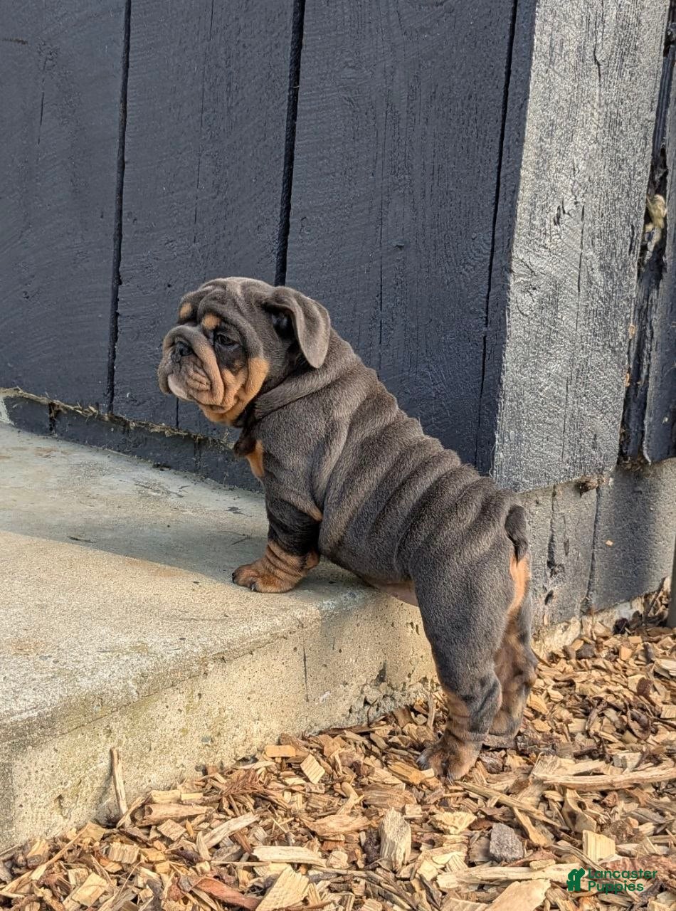 English Bulldog dogs Shantell - Ad 2