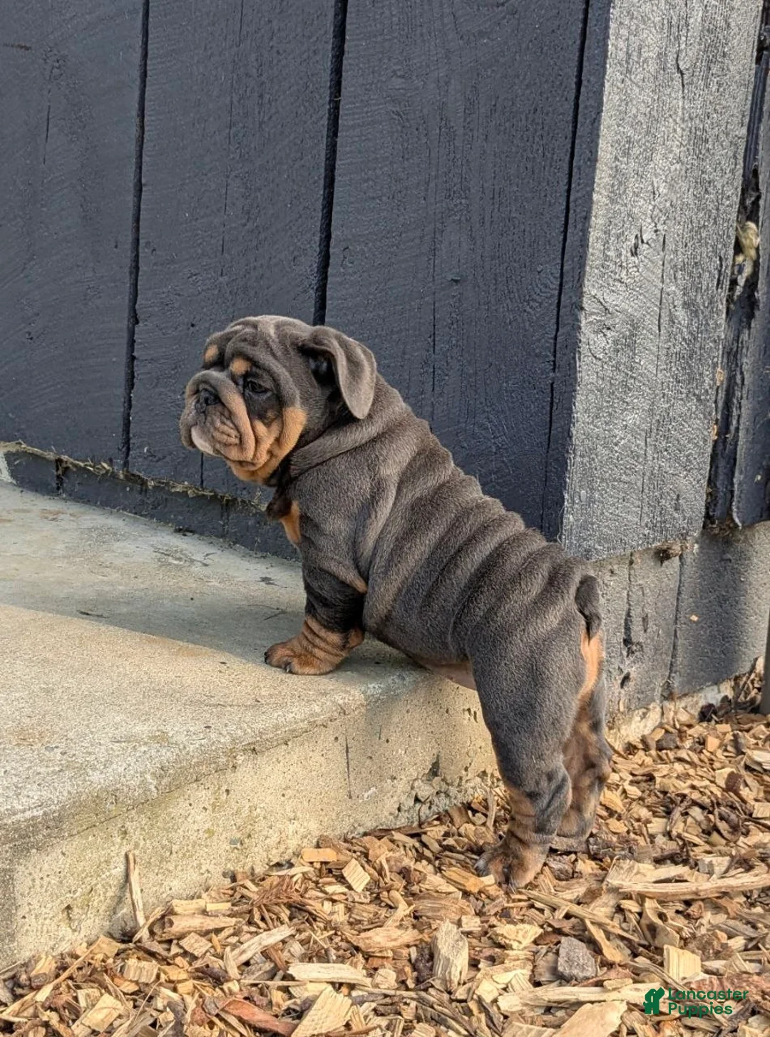 English Bulldog dogs for sale: Shantell - Ad 2