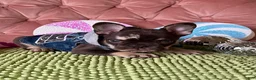 French Bulldog dogs for sale: French Bulldog 1 - Ad 4