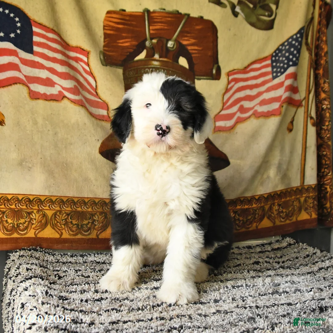Old English Sheepdog dogs for sale: Velvet - Ad 1