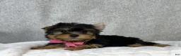Yorkshire Terrier dogs for sale: Dolly - Ad 4