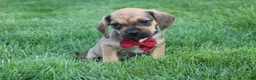 Puggle dogs for sale: Robbie - Ad 3