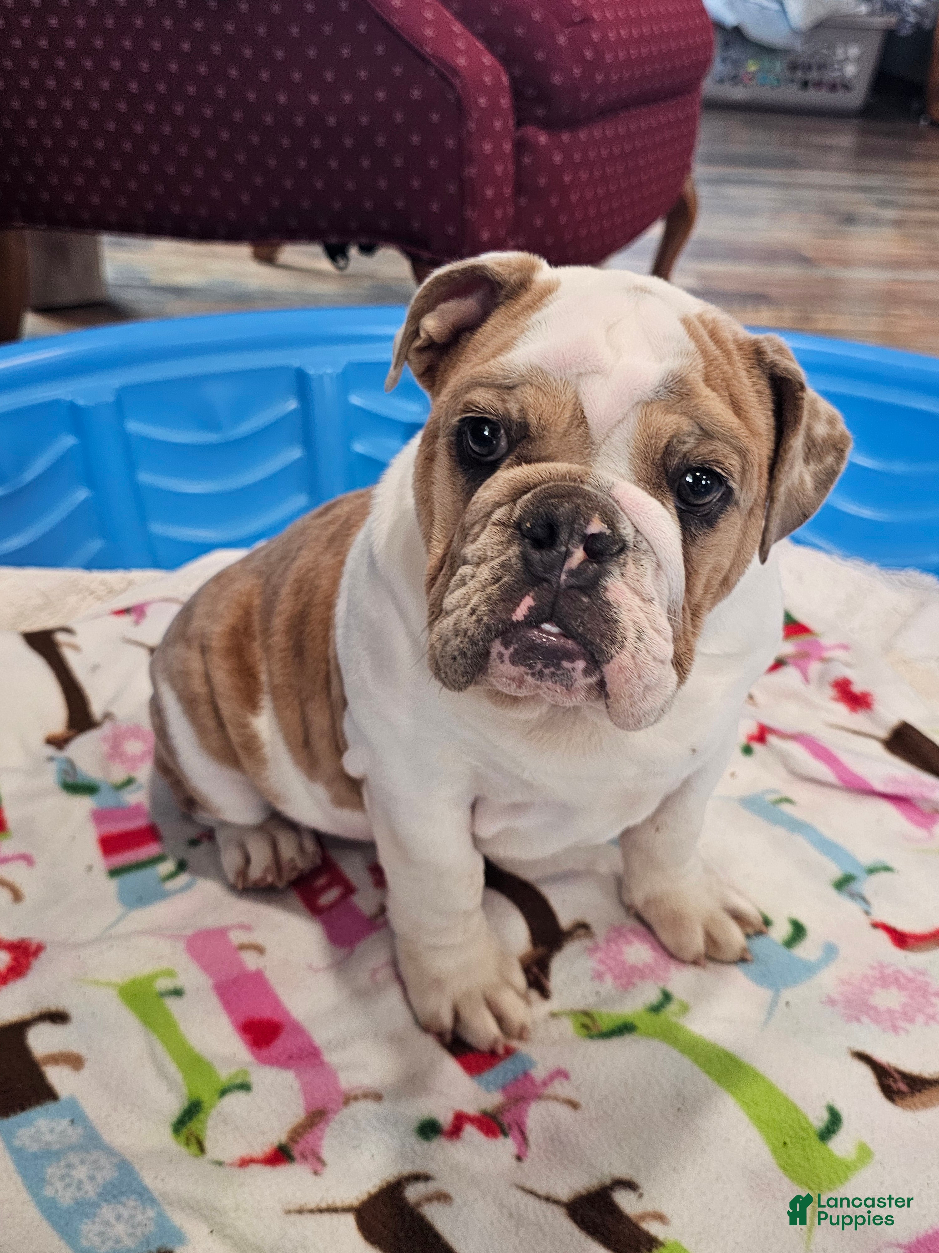 English Bulldog dogs English Bulldog Puppy 5 - Ad 1