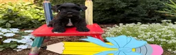 Miniature Schnauzer dogs for sale: Morgan  - Ad 5