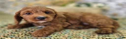 Cavapoo dogs for sale: Iceberg - Ad 2