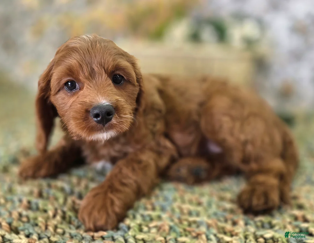 Cavapoo dogs for sale: Iceberg - Ad 2