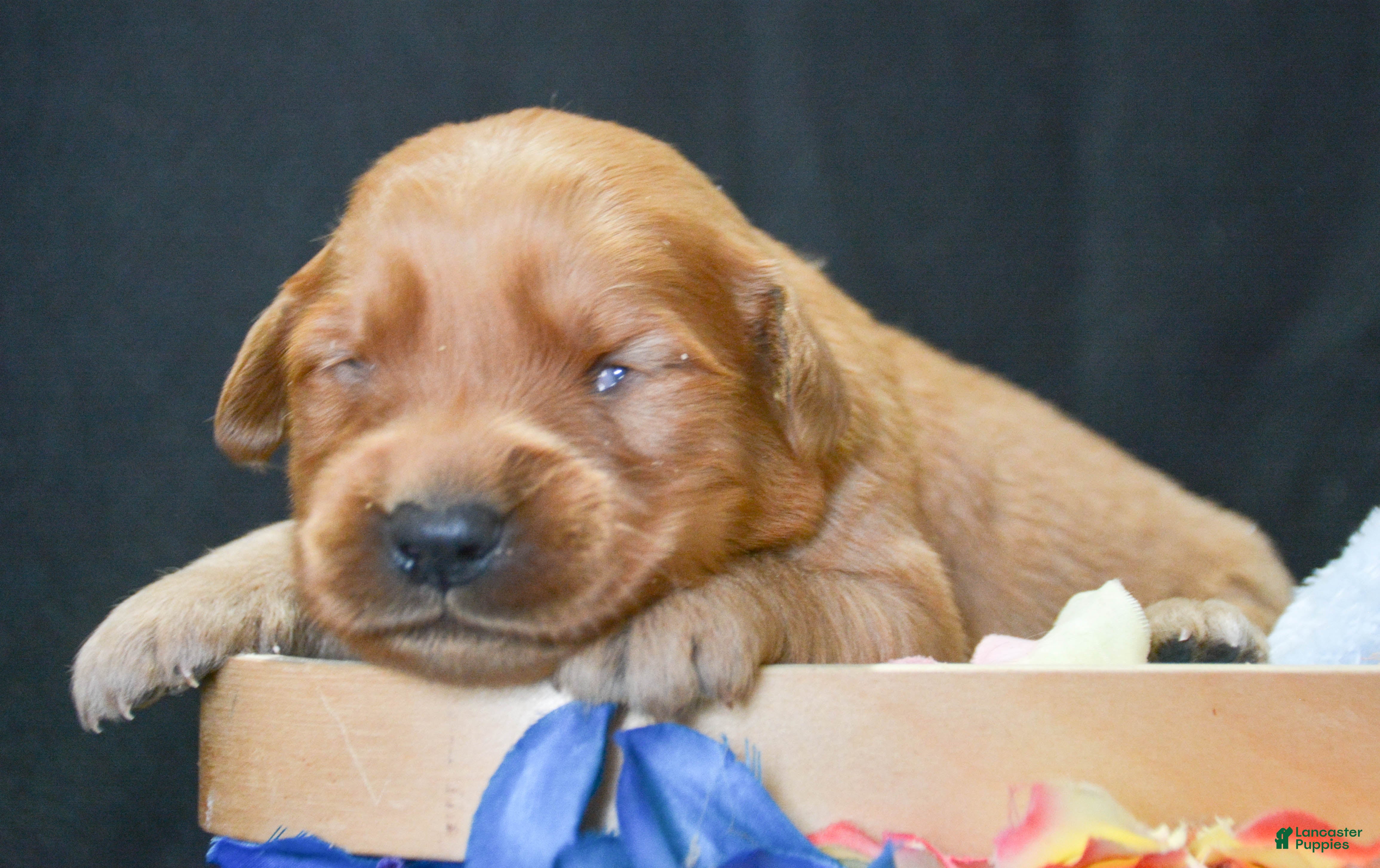 Golden Retriever dogs Golden Retriever Puppy 5 George - Ad 35