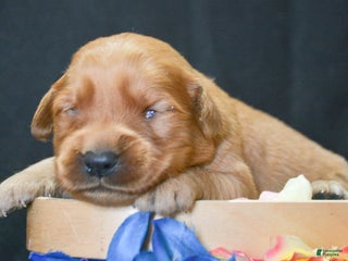 Golden Retriever dogs Golden Retriever Puppy 5 George - Ad 35