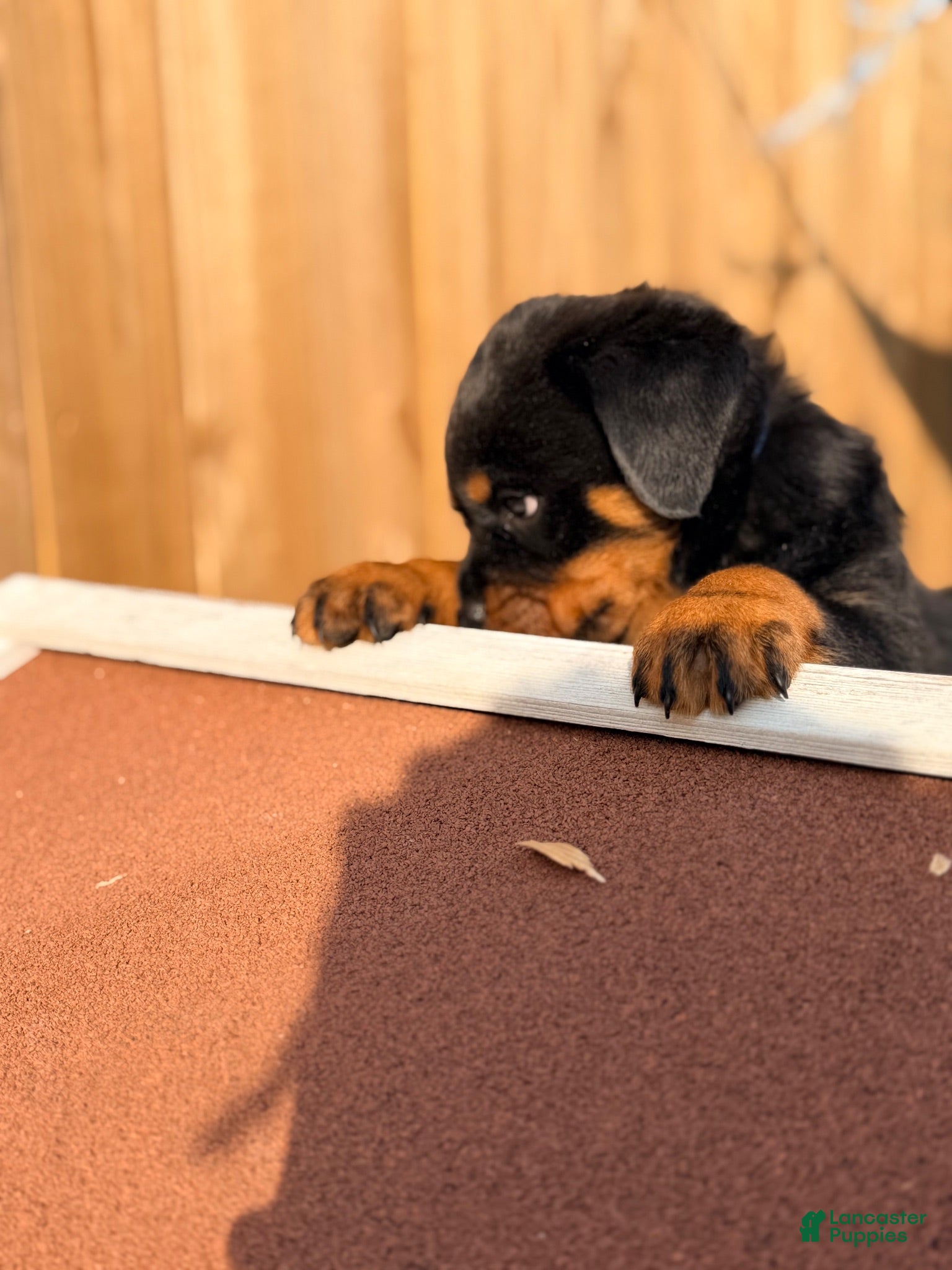 Rottweiler dogs Rottweiler 3 - Ad 10
