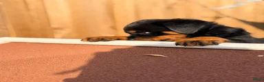 Rottweiler 3