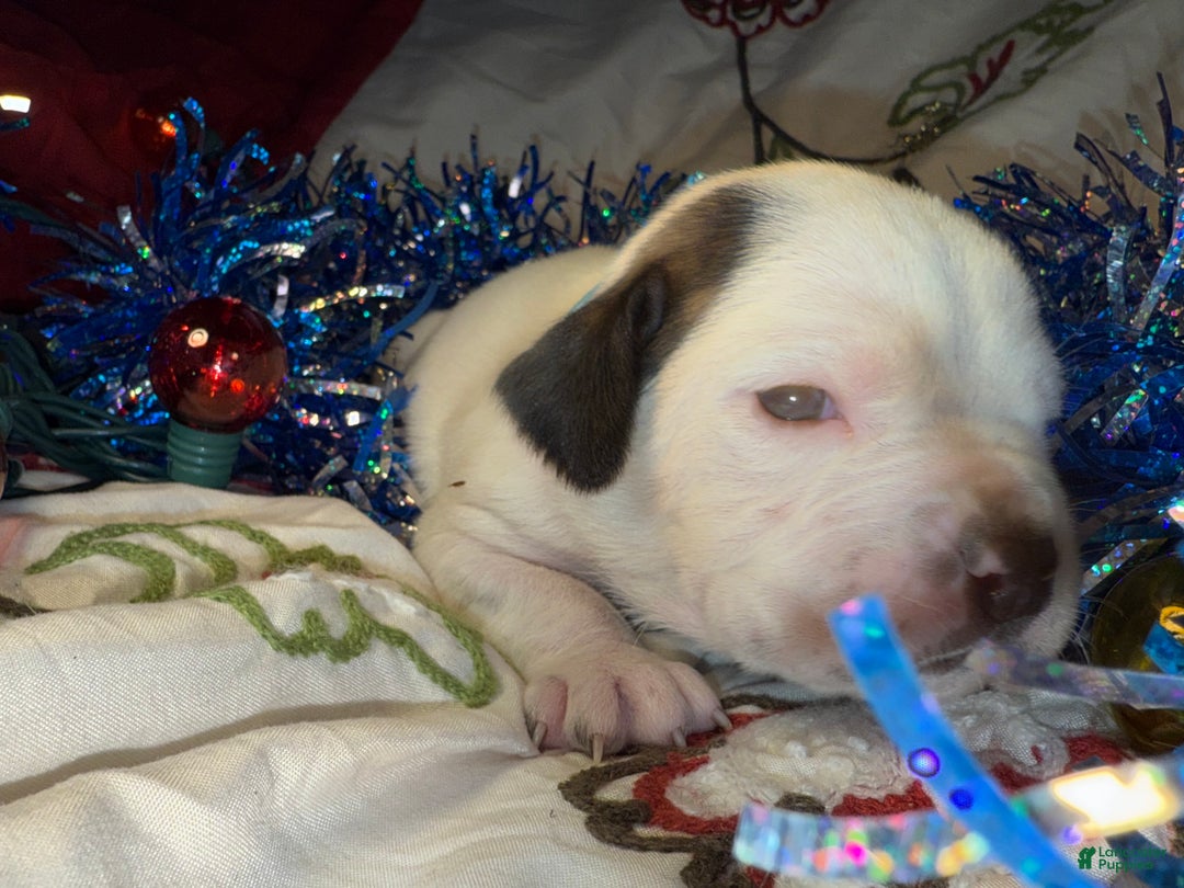 Mixed Breed dogs for sale: Coltonball - Ad 2