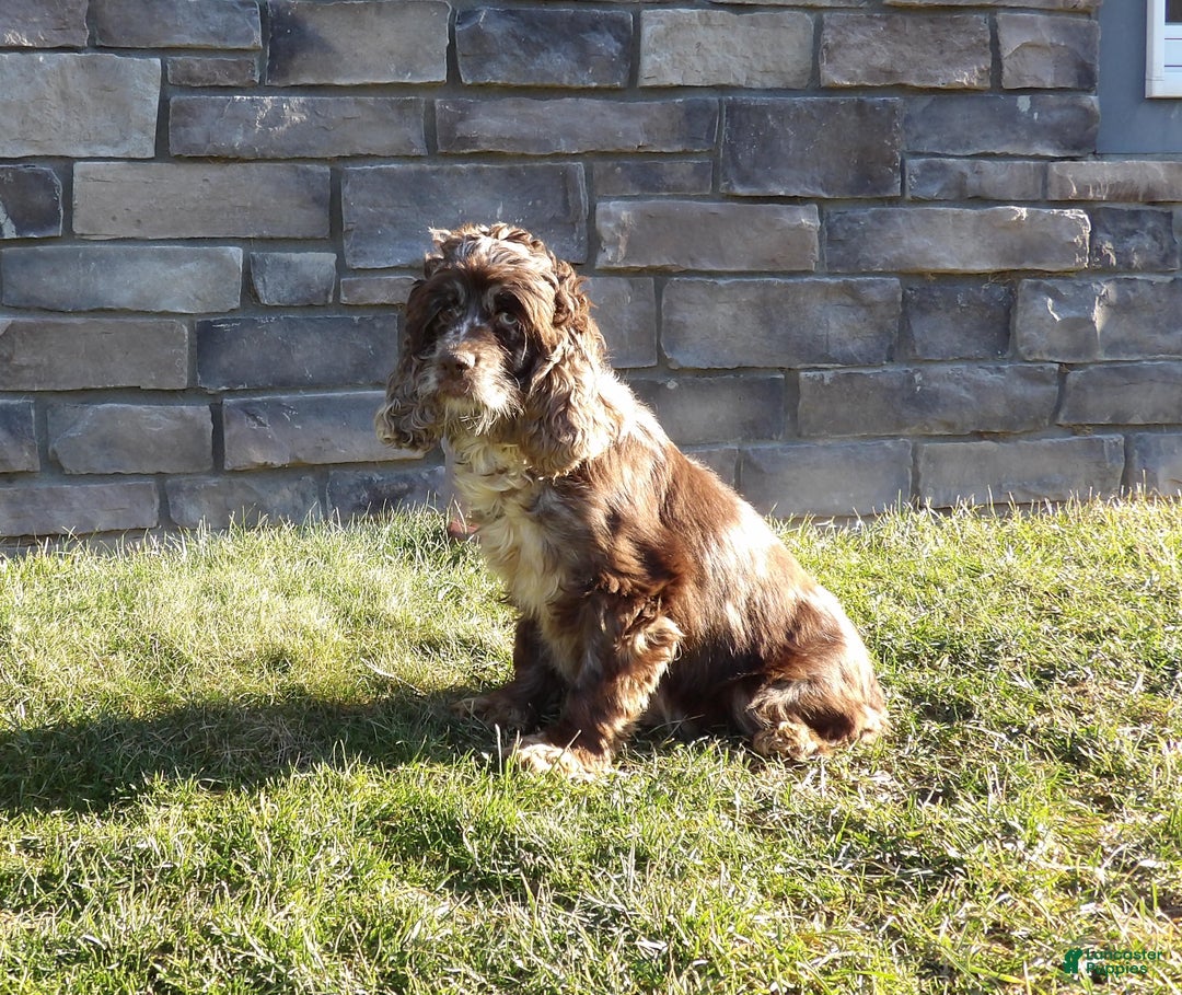 Cockapoo dogs for sale: Benny - Ad 8