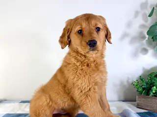 Golden Retriever dogs Ginger - Ad 30