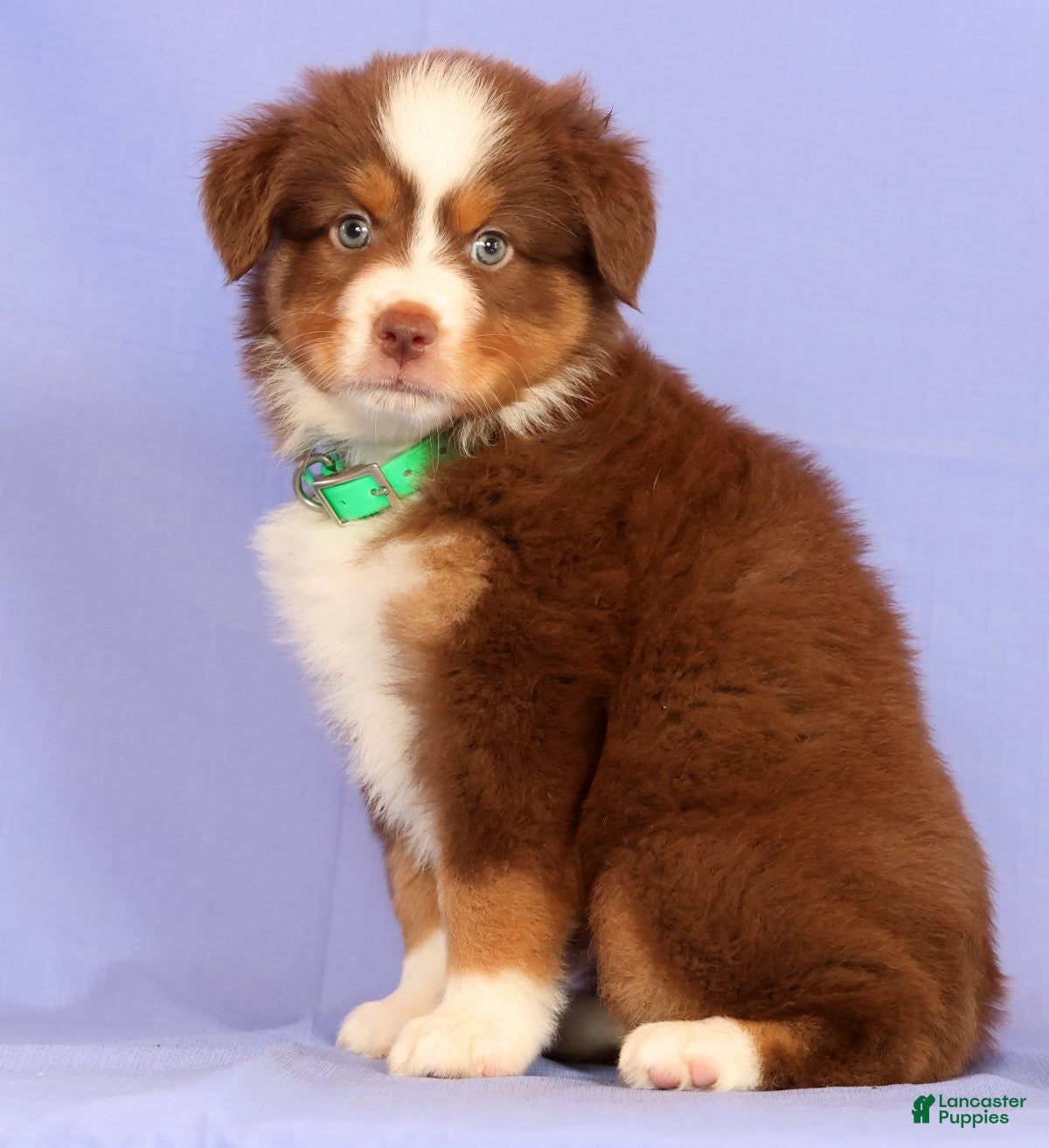Miniature Australian Shepherd dogs Lilly - Ad 2
