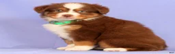 Miniature Australian Shepherd dogs for sale: Lilly - Ad 2