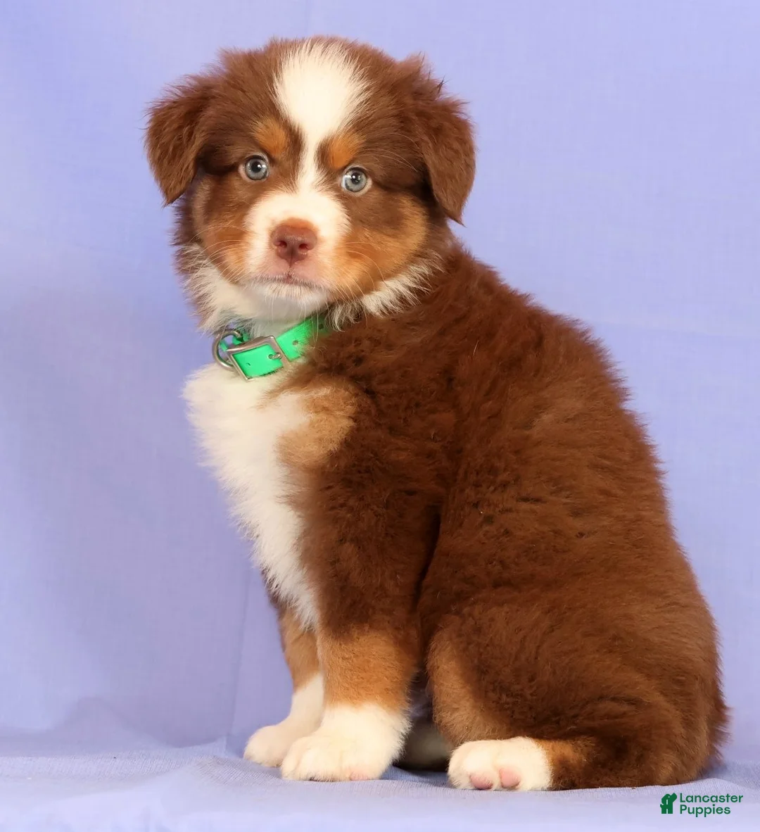 Miniature Australian Shepherd dogs for sale: Lilly - Ad 2