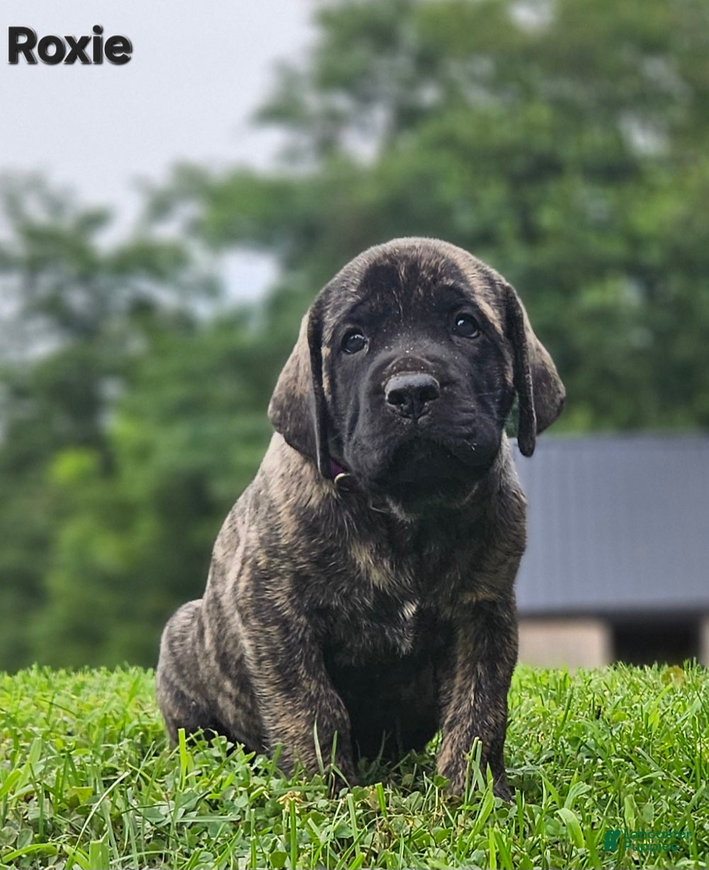 English Mastiff dogs English Mastiff 5 - Ad 2