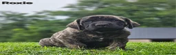 English Mastiff dogs for sale: English Mastiff 5 - Ad 2