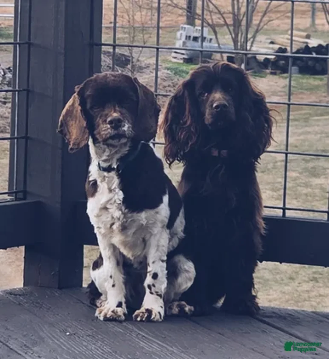 Cockapoo dogs for sale: Harry - Ad 10