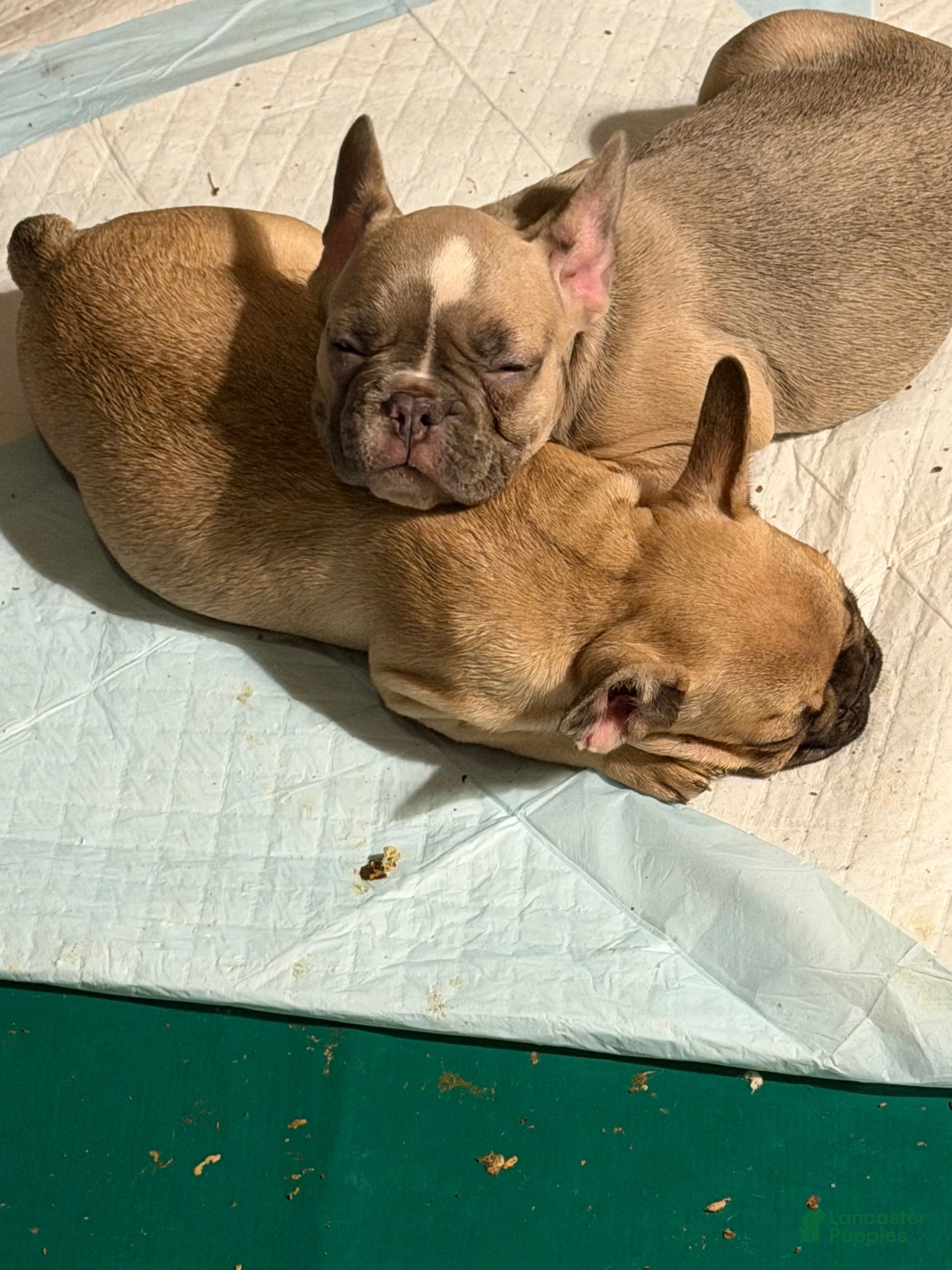 French Bulldog dogs French Bulldog 7 - Ad 14