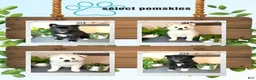 Pomsky dogs for sale: Clover - Ad 6