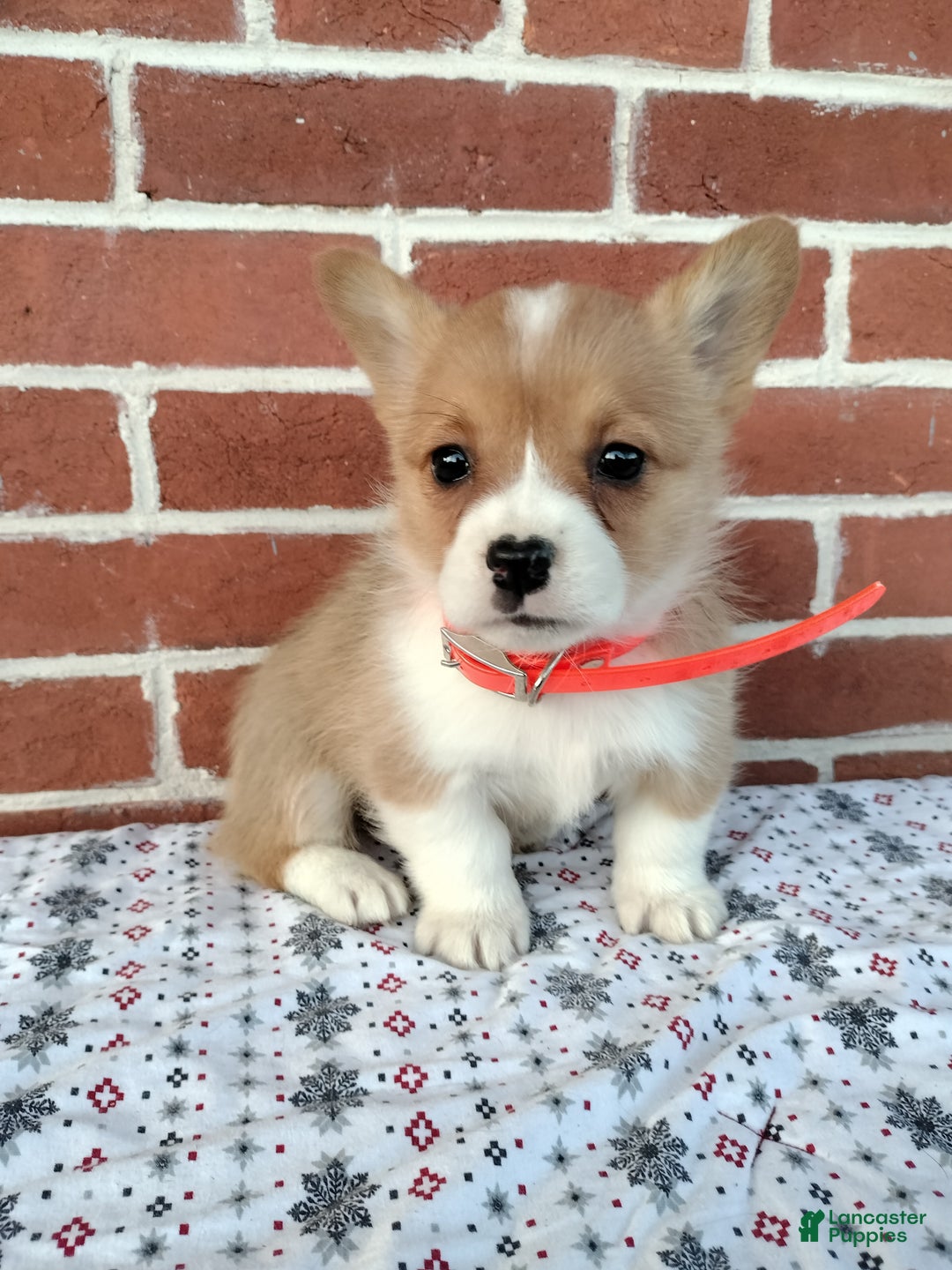 Welsh Corgi Pembroke dogs for sale:  Missy - Ad 2
