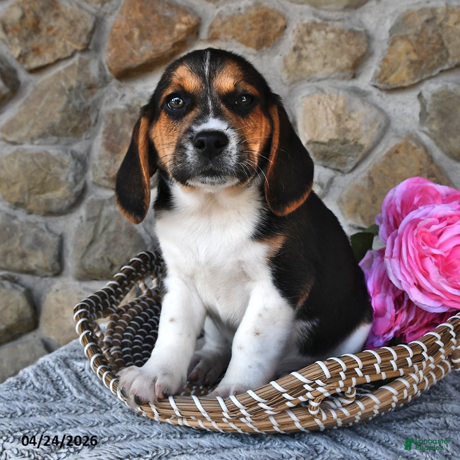Mixed Breed dogs Clover - Ad 2