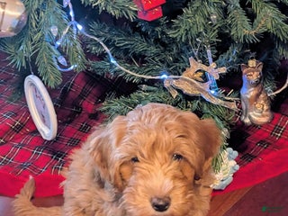Mini Aussiedoodle dogs Hazel - Ad 29