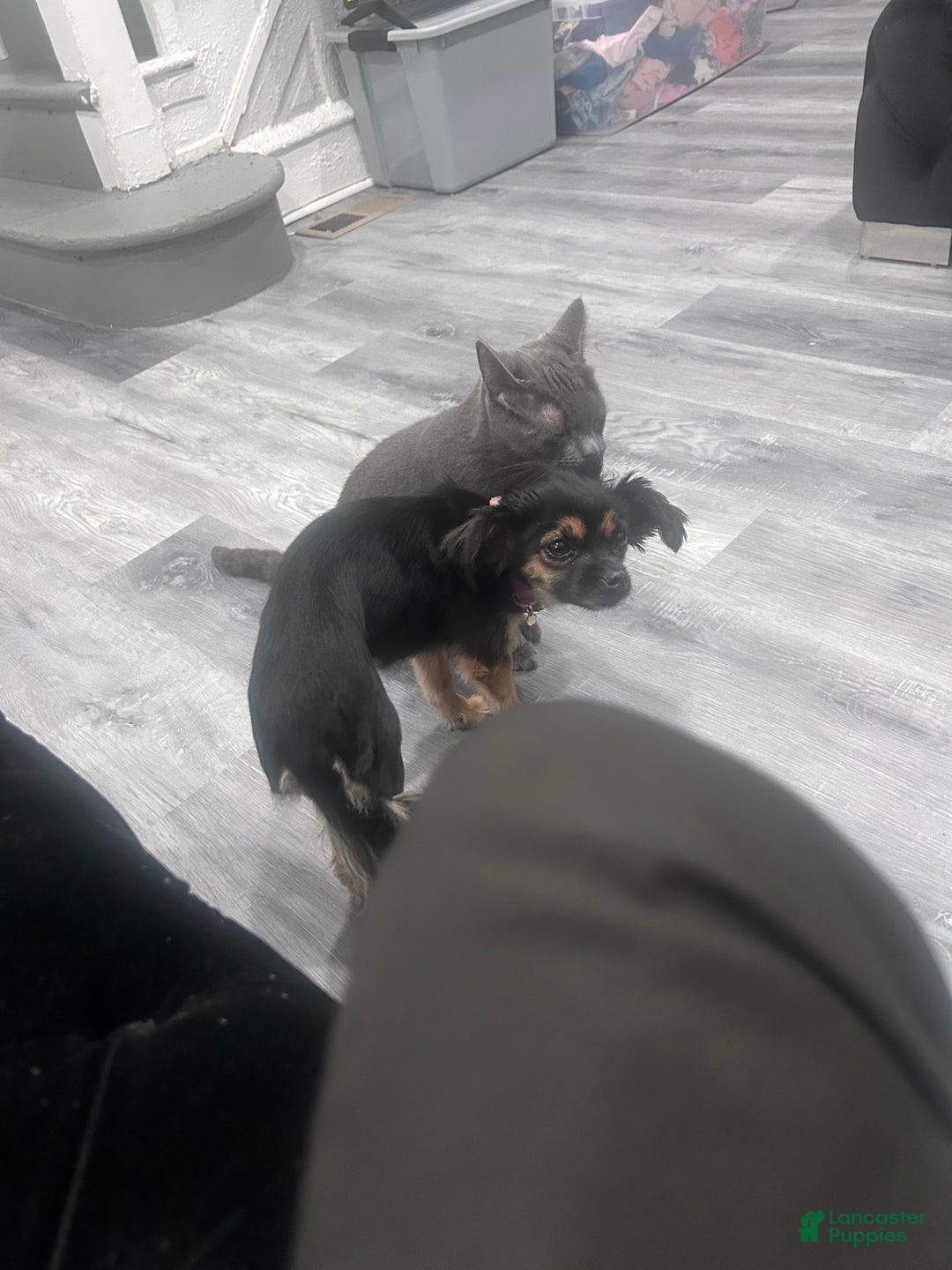 Mixed Breed dogs for sale: Mixed Breed Puppy 1 - Ad 2