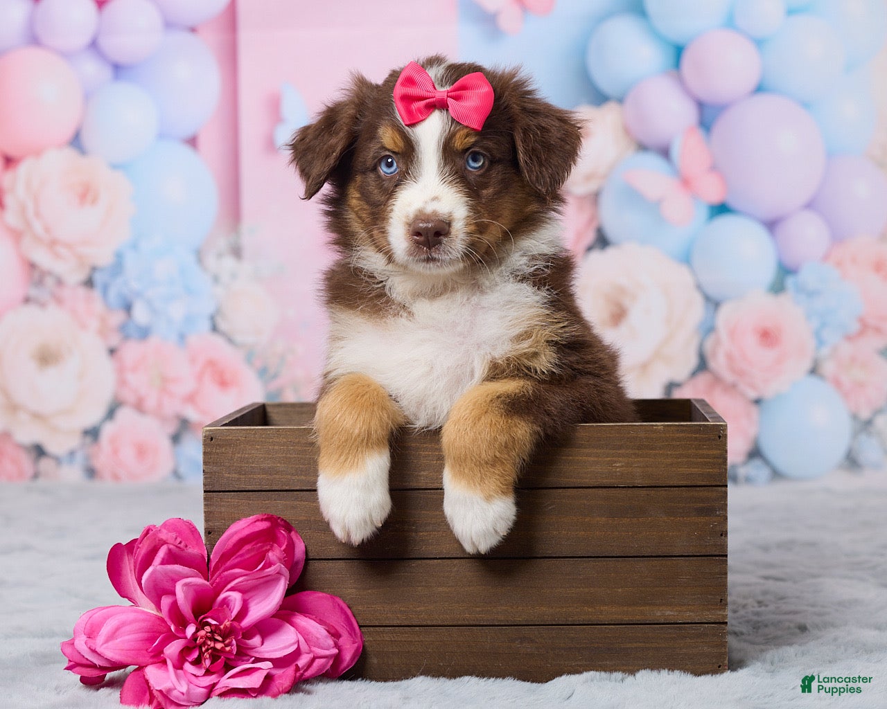 Australian Shepherd dogs Daisy - Ad 1