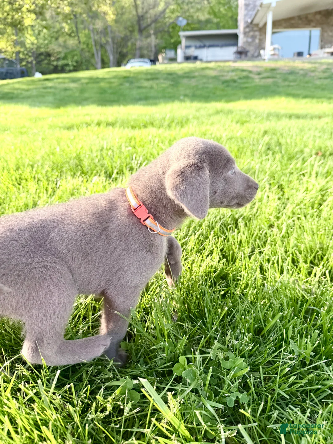 Labrador Retriever dogs for sale: Kimber - Ad 2